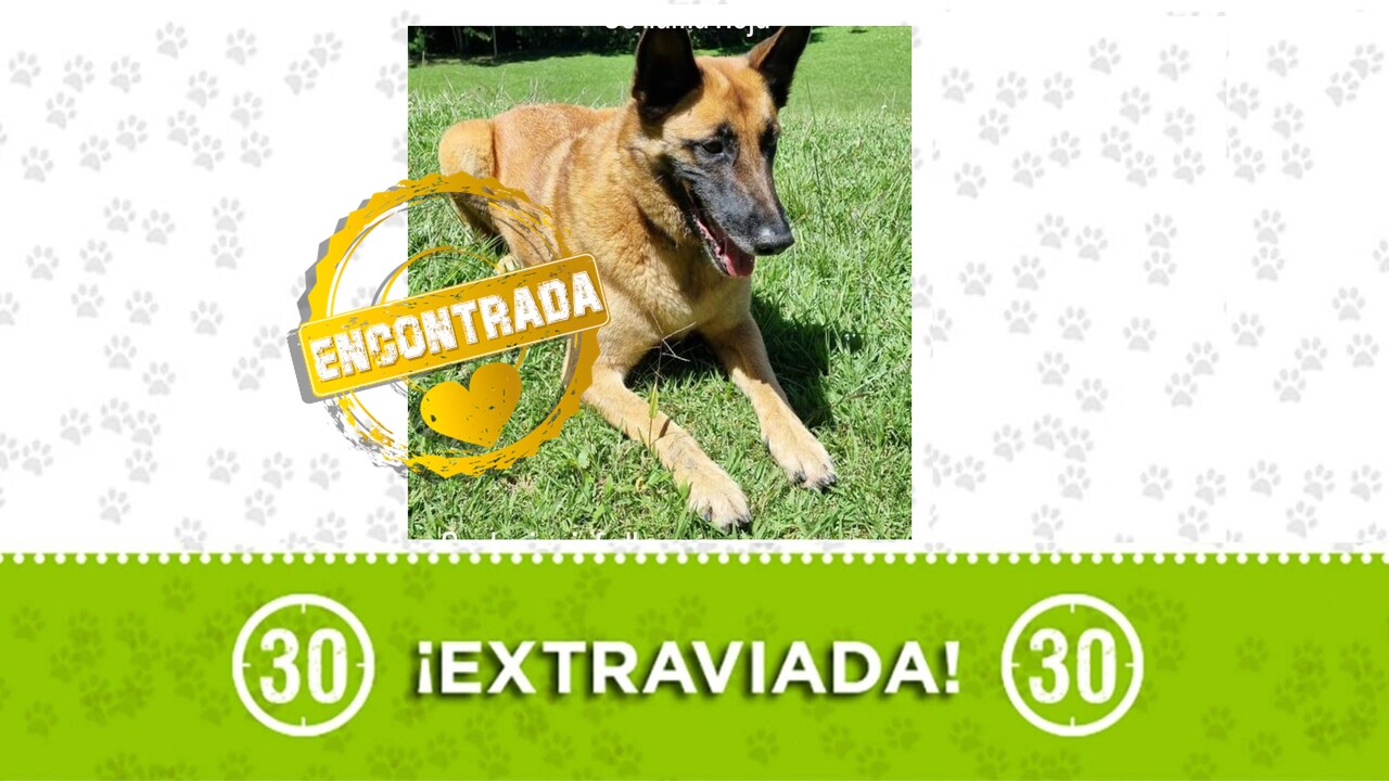 ¡Gracias por la ayuda! Perrita ‘Roja’ ya está con su familia