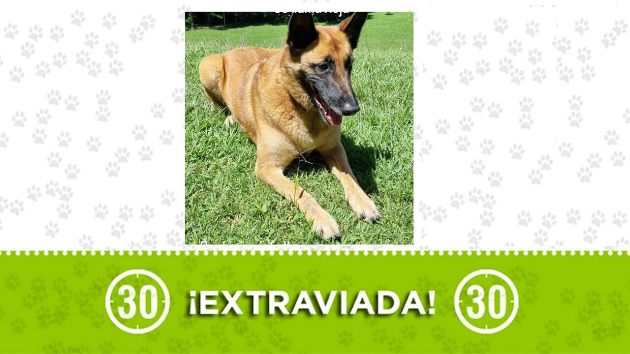 ¡Ayuda! Perrita ‘Roja’ desaparecida en El Retiro