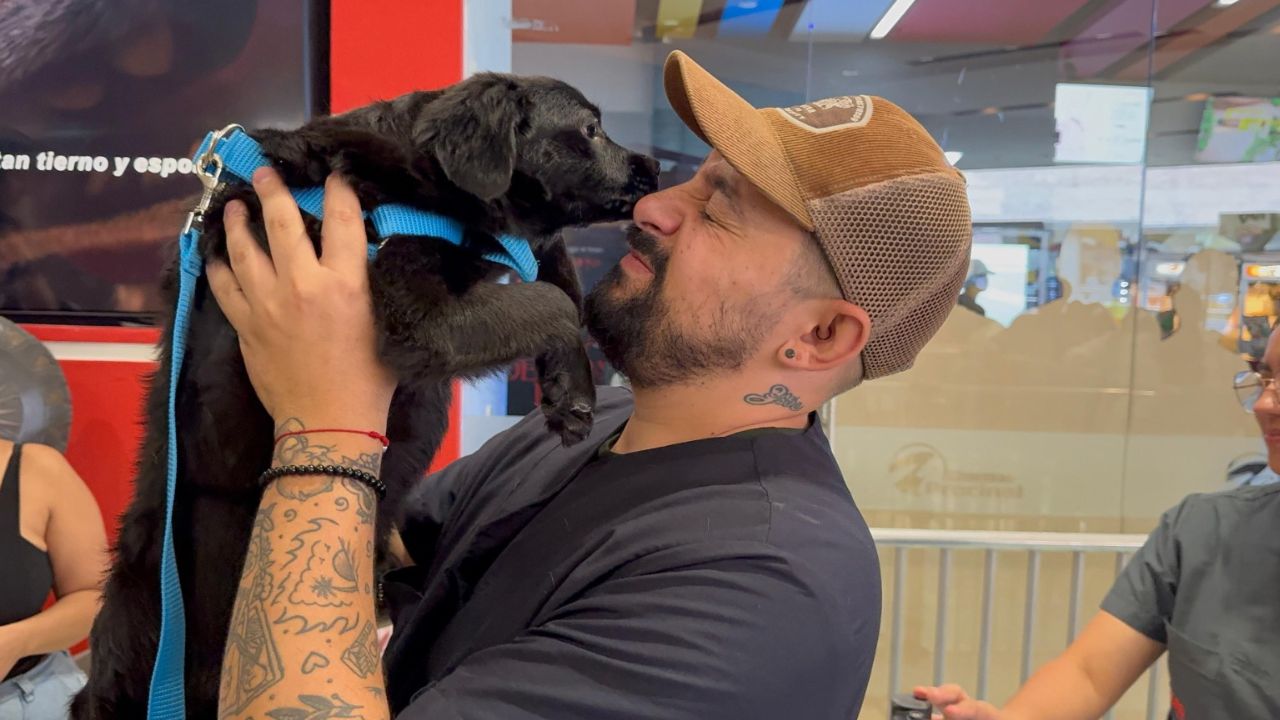 ¡Los superhéroes de cuatro patas conquistaron Medellín! 68 perritos ya tienen hogar