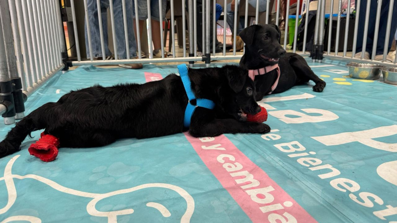 ¡Los superhéroes de cuatro patas conquistaron Medellín! 68 perritos ya tienen hogar