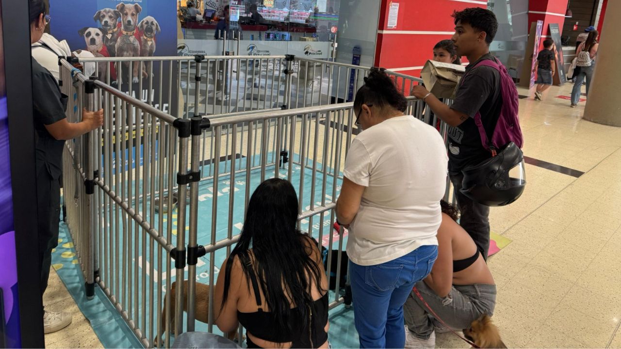 ¡Los superhéroes de cuatro patas conquistaron Medellín! 68 perritos ya tienen hogar