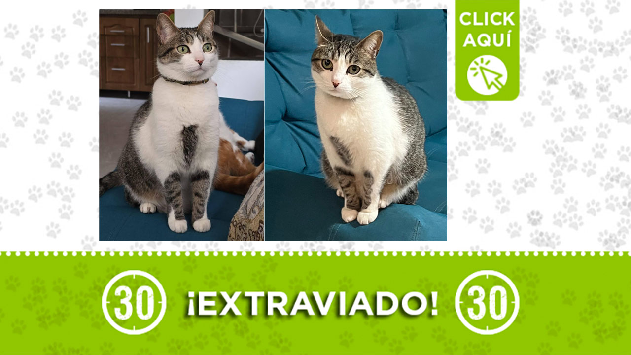 1 MASCOTA GRETO