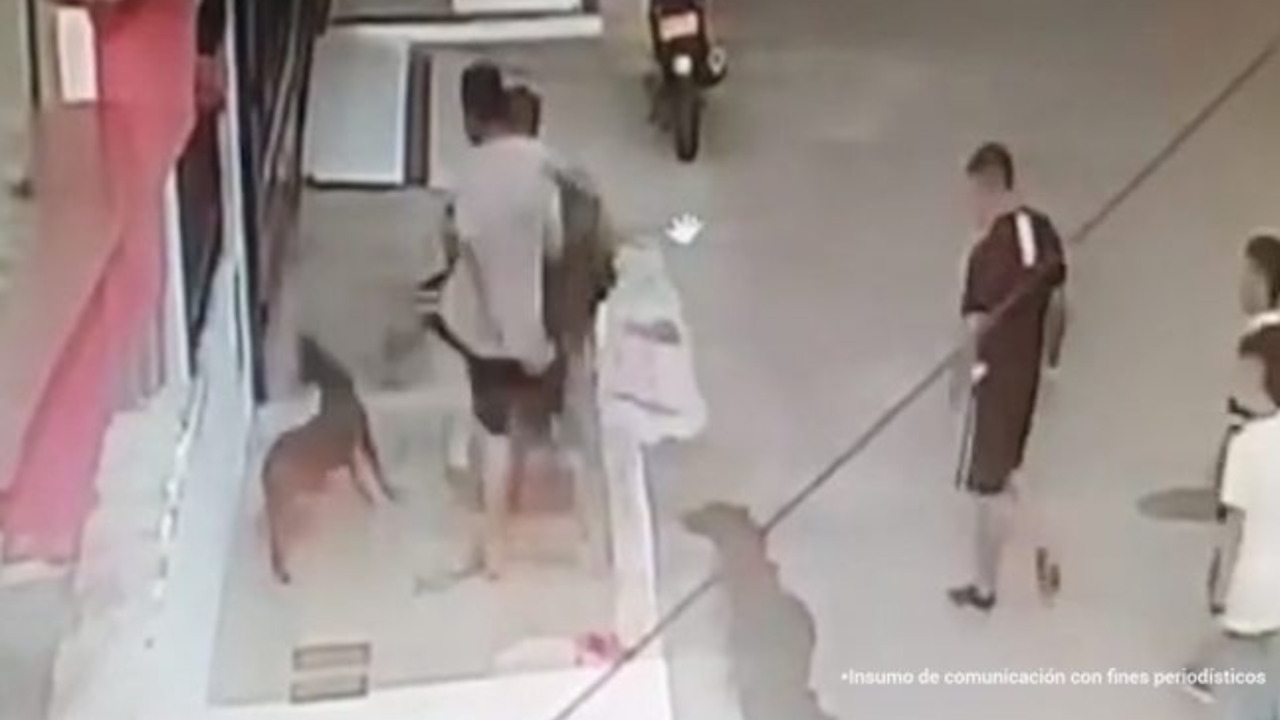 ¡Indignante! Tres agresores de perros reciben condena por brutal maltrato en Cúcuta, Tolima y Antioquia