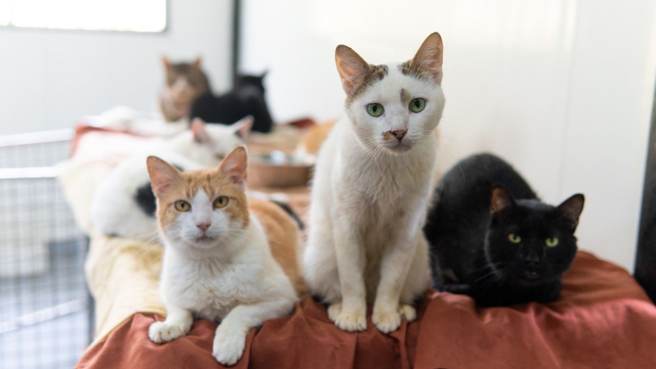  80 peludos buscan un hogar en jornada de adopción