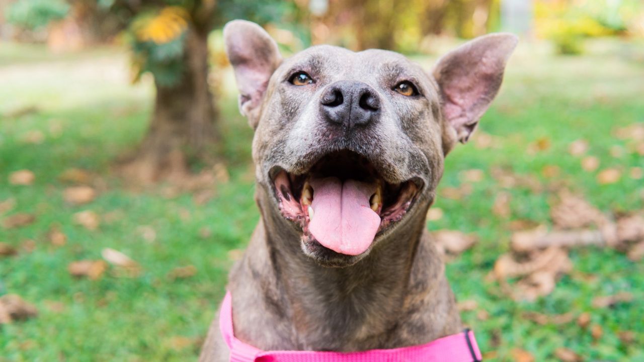  80 peludos buscan un hogar en jornada de adopción