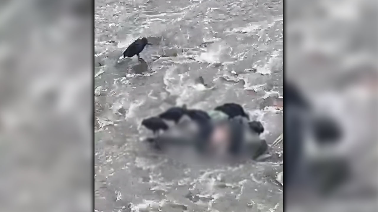 Encontraron un cuerpo en el río Medellín: gallinazos estarían comiéndoselo y por eso lo avistaron