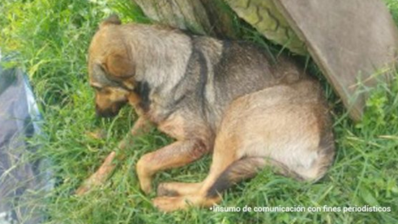 ¡Indignante! Tres agresores de perros reciben condena por brutal maltrato en Cúcuta, Tolima y Antioquia