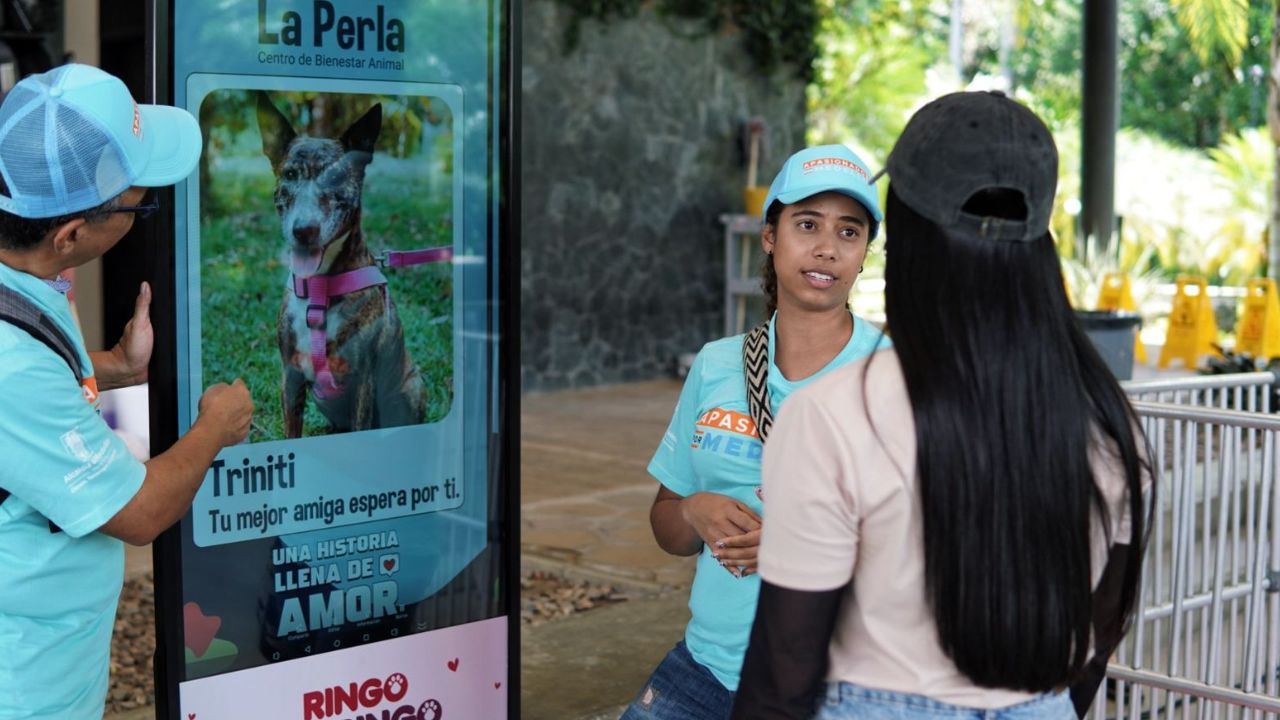 ¡Amor perruno y gatuno! Medellín rompe récord de adopciones y sigue buscando hogares