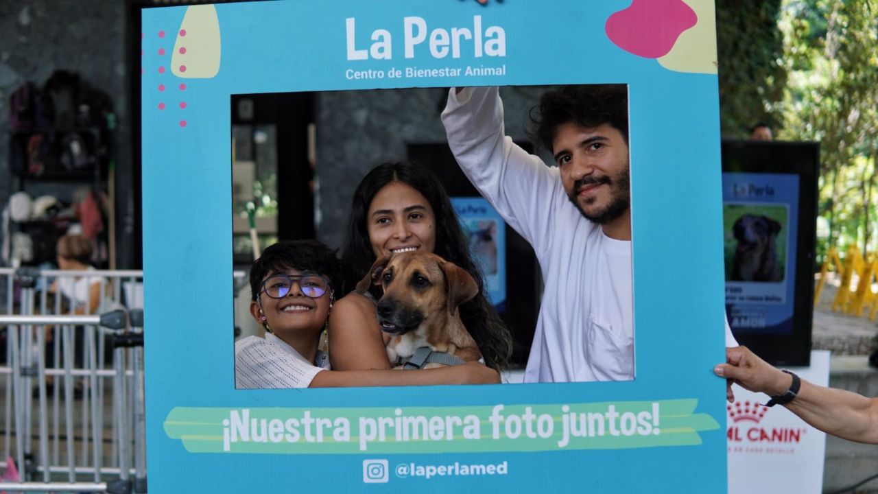 ¡Amor perruno y gatuno! Medellín rompe récord de adopciones y sigue buscando hogares