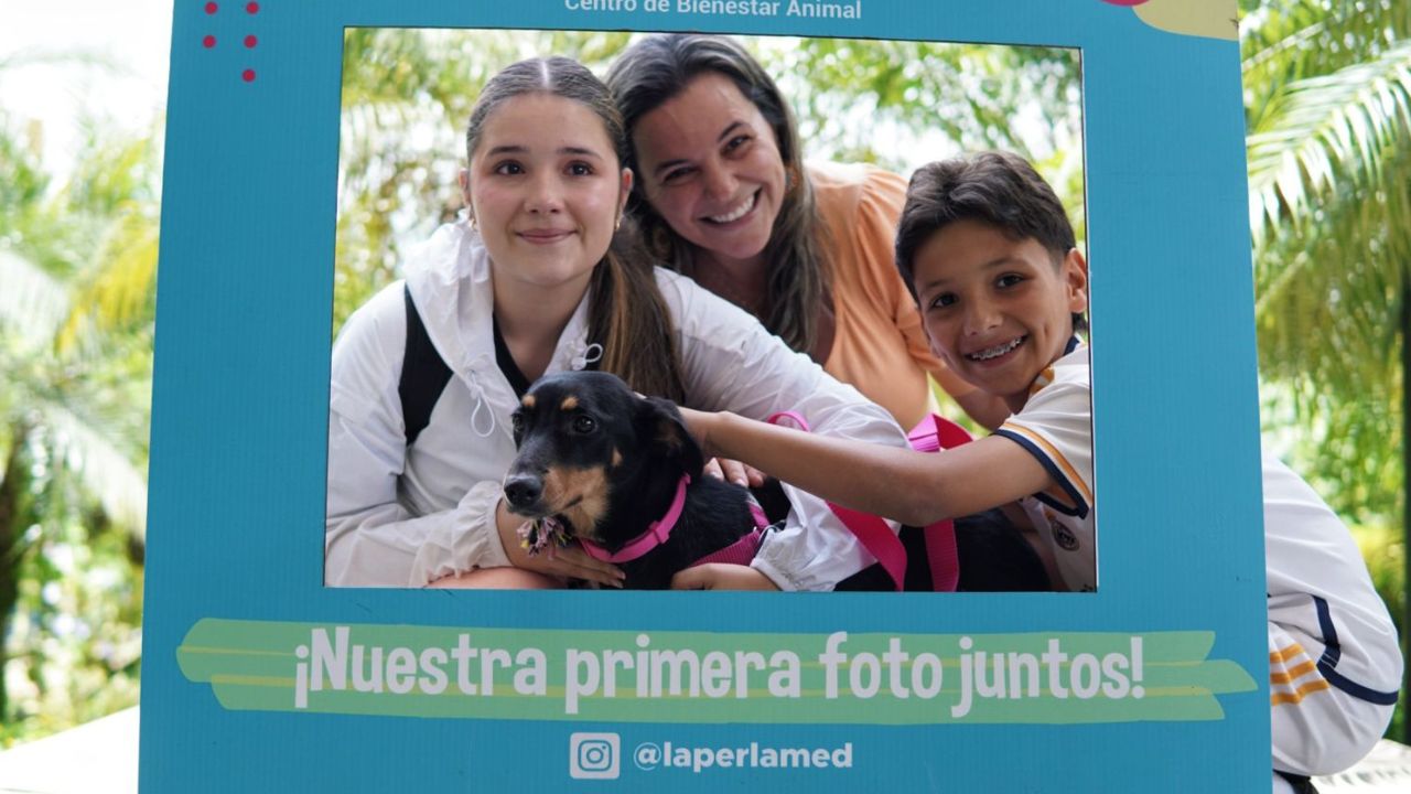 ¡Amor perruno y gatuno! Medellín rompe récord de adopciones y sigue buscando hogares