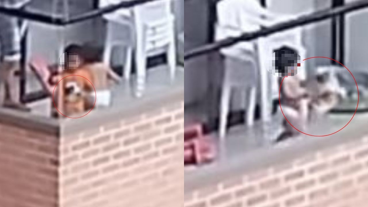 Autoridades rescatan a perrito que niños usaban como juguete en Medellín