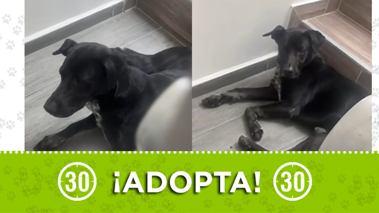 Adopta un amigo: perrito busca un hogar lleno de amor