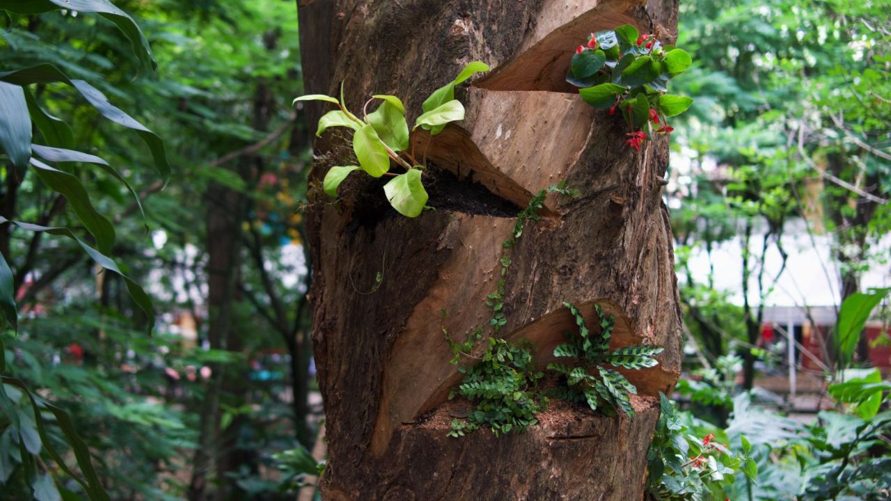 De árbol talado a hotel de mariposas: así nació el “Árbol Hábitat” en Provenza
