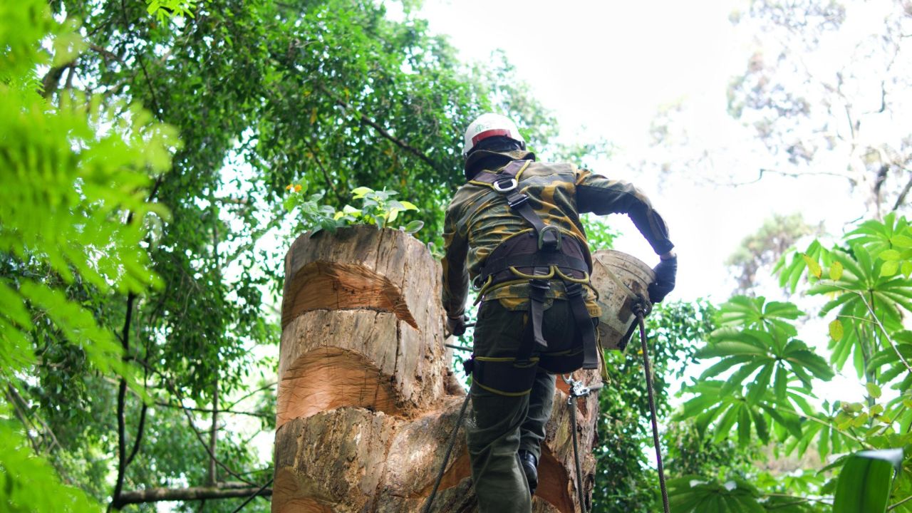  así nació el 'Árbol Hábitat' en Provenza