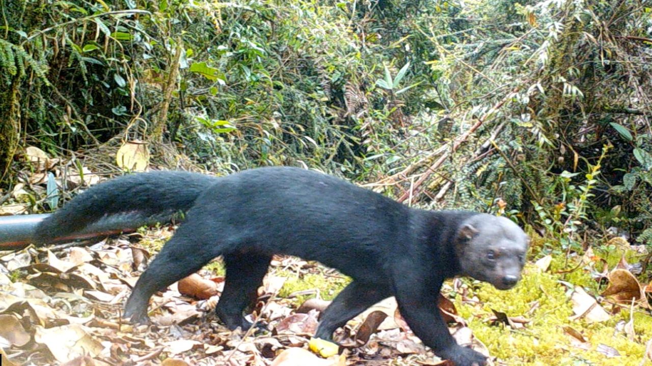 Cámaras revelan la rica biodiversidad en Medellín con el registro de 21 especies de mamíferos