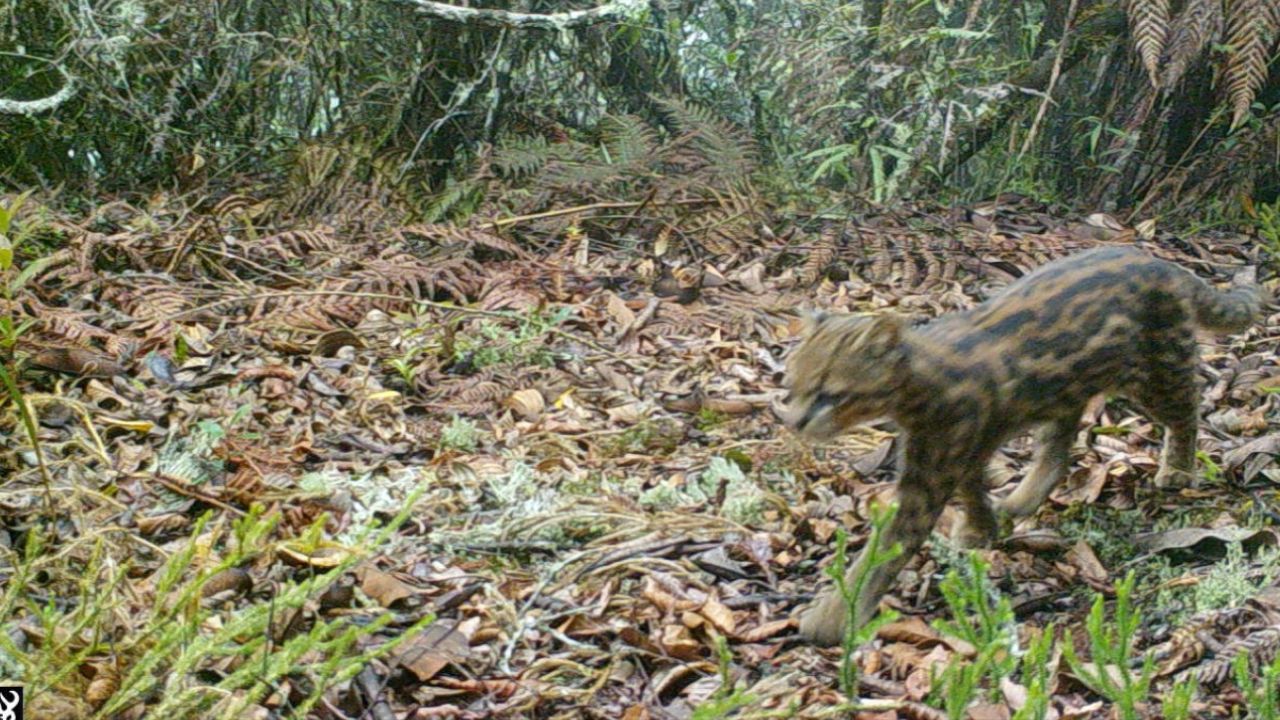 Cámaras revelan la rica biodiversidad en Medellín con el registro de 21 especies de mamíferos