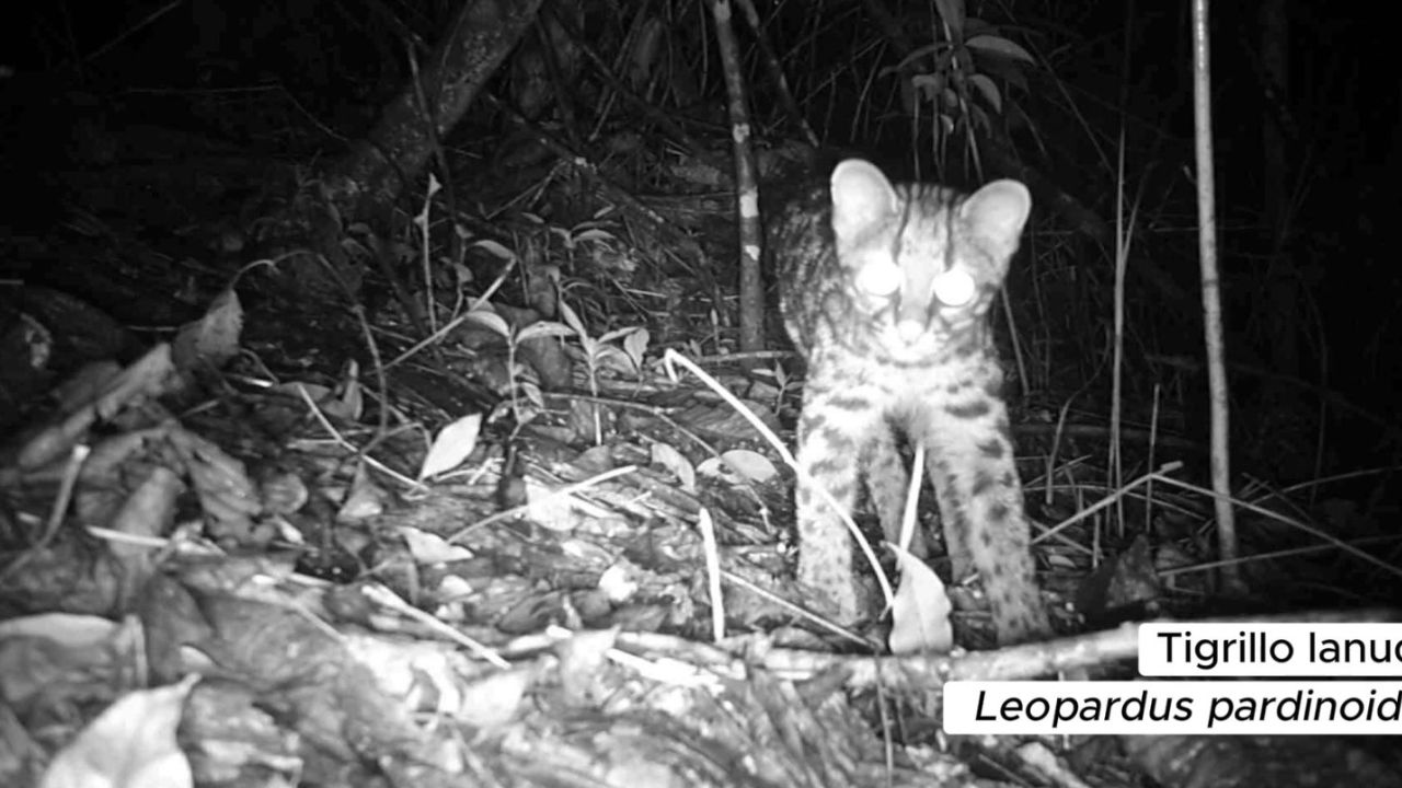 Cámaras revelan la rica biodiversidad en Medellín con el registro de 21 especies de mamíferos