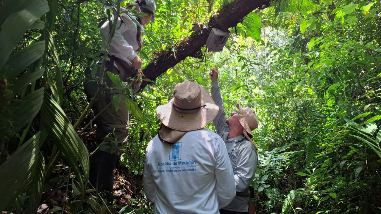Cámaras revelan la rica biodiversidad en Medellín con el registro de 21 especies de mamíferos
