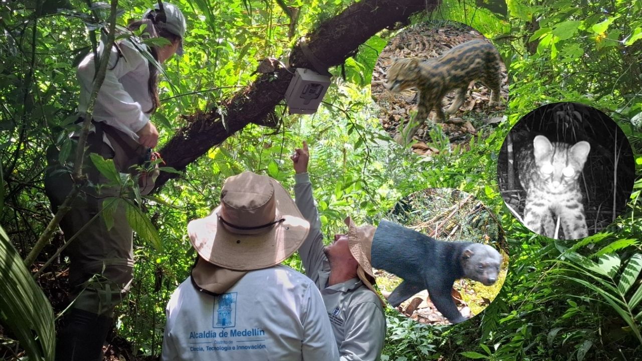 Cámaras revelan la rica biodiversidad en Medellín con el registro de 21 especies de mamíferos