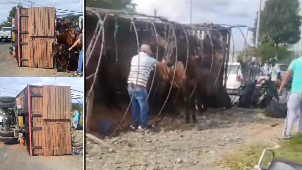 camion con caballos tino