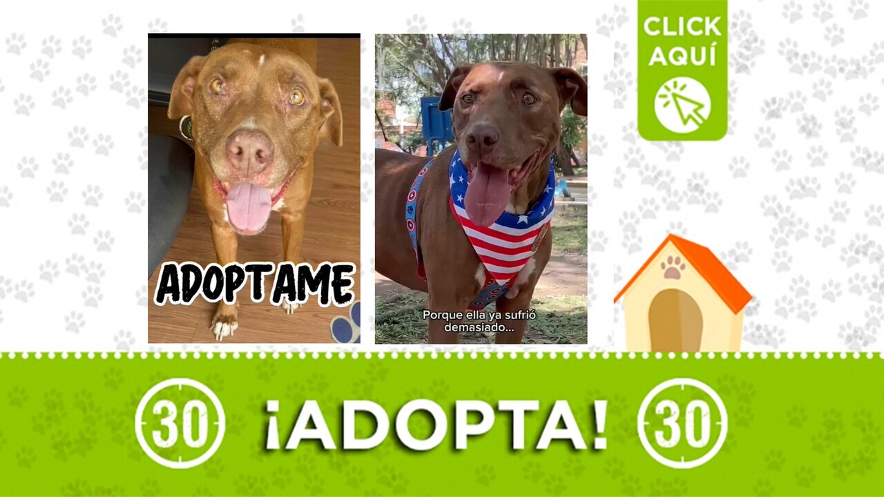 Canela es una perrita que sufrió abuso físico y sexual y hoy busca un hogar ¿te animas a adoptarla?