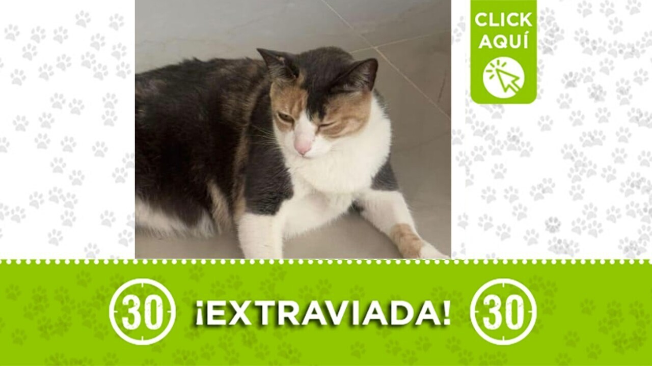 chilola perdida