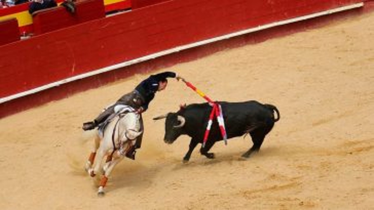 ¡Atención! Ni corridas de toros, ni rejoneo, ni peleas de gallos: Corte Constitucional avala la Ley «No Más Olé»