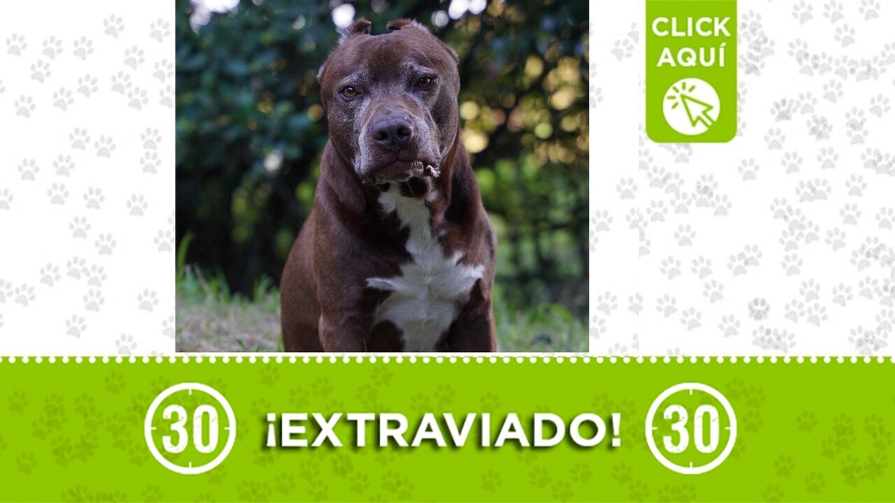 Draco se perdió en Santa Elena: Informa si lo ves