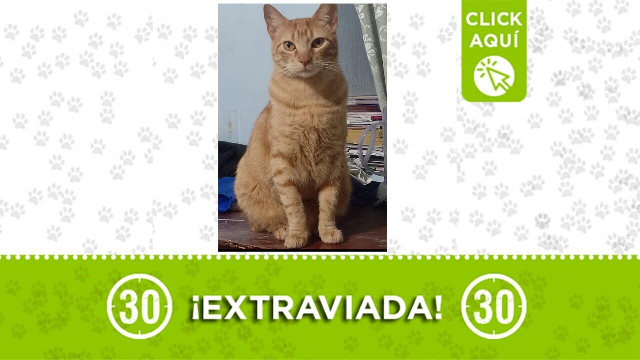 Buscamos a Emilia, la gatica se perdió en Castilla ¿la viste?