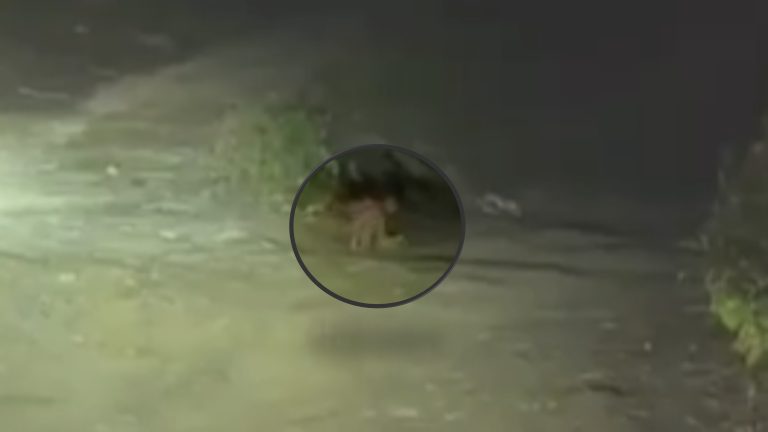 Viral en redes: extraña criatura «humanoide» avistada en una carretera ...