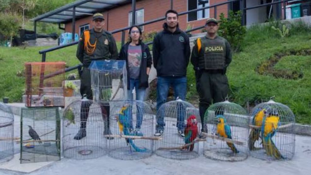  Cornare pilló casas con guacamayas y loras encerradas en El Peñol y Guatapé