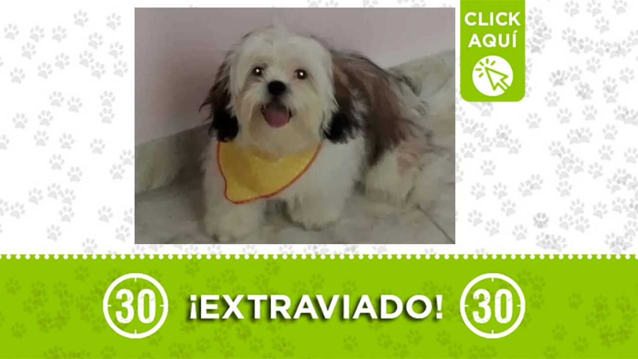 Lucas se perdió en Enciso: no porta la pañoleta pero si tiene collar ¿lo viste?