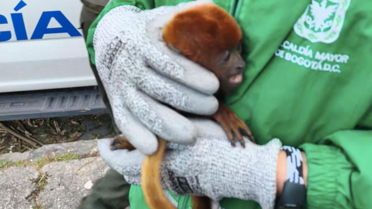 Rescatan mono aullador bebé que estaba en cautiverio en una vivienda en Bogotá