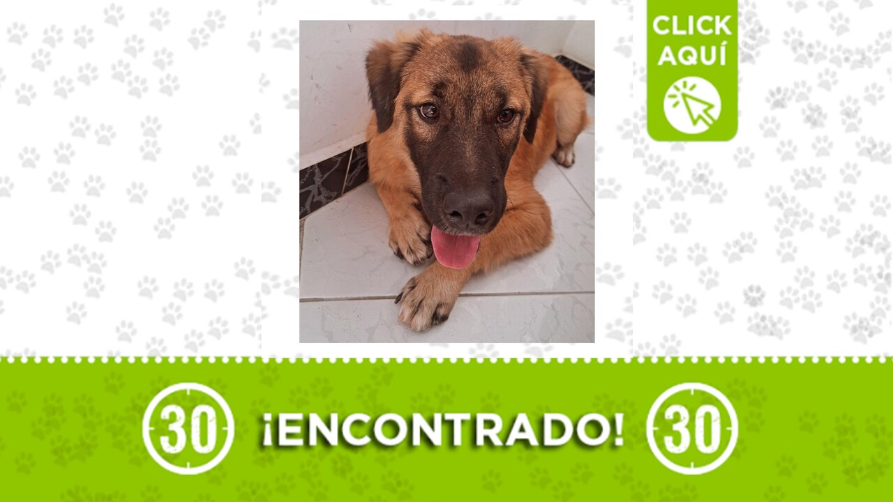 Este perrito anda solito en Niquía: buscamos su familia o quien lo adopte ¿te le mides?