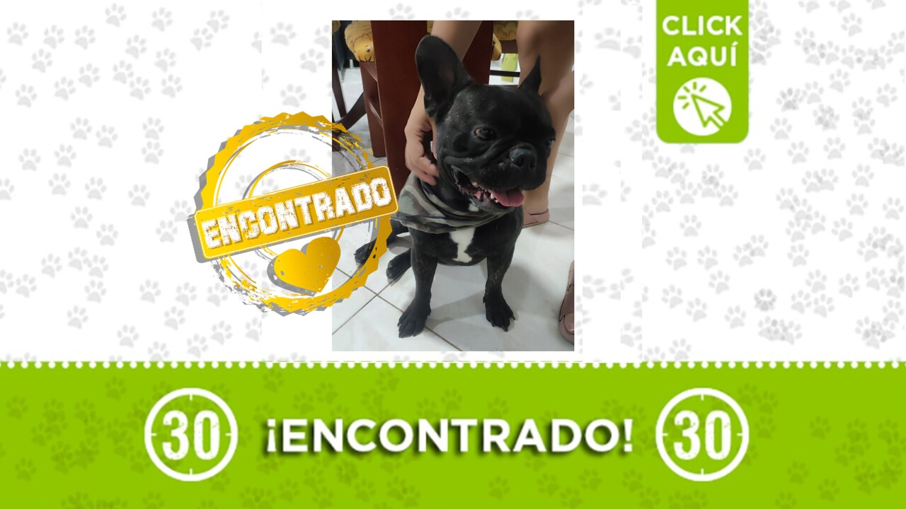 ¡Ya encontramos la familia! Bulldog francés que estaba en la Comuna 8 ya regresó a su hogar