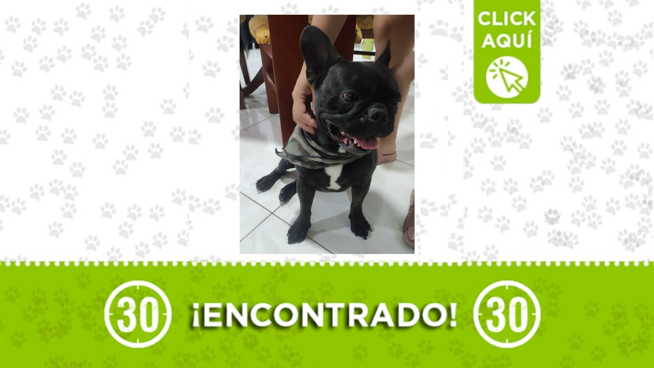Buscamos los dueños de un perrito bulldog francés encontrado en la Comuna 8: porta pañoleta