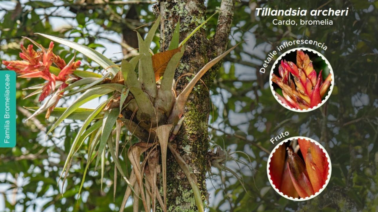 Medellín lanza guía de plantas epífitas en San Antonio de Prado