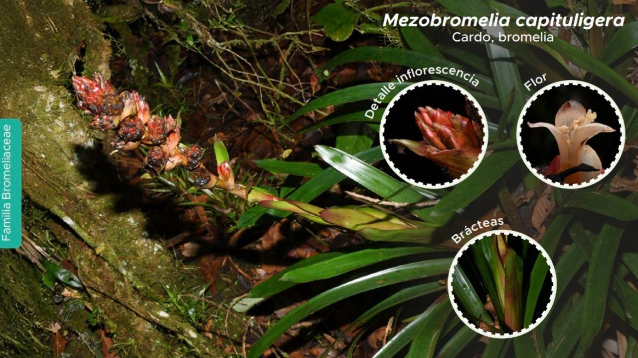 Medellín lanza guía de plantas epífitas en San Antonio de Prado