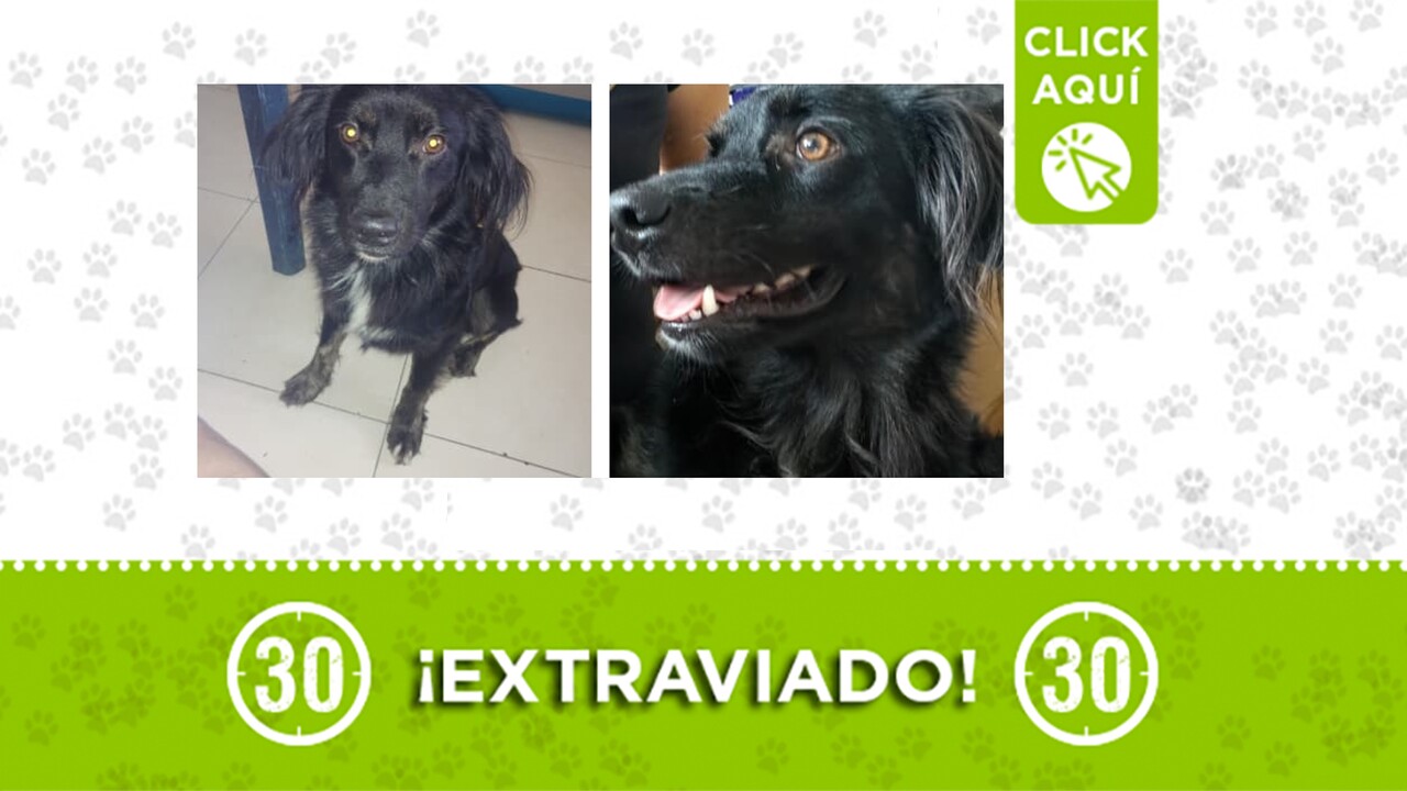 Ayudemos a encontrar a Rocky José: el perrito se perdió por San Javier