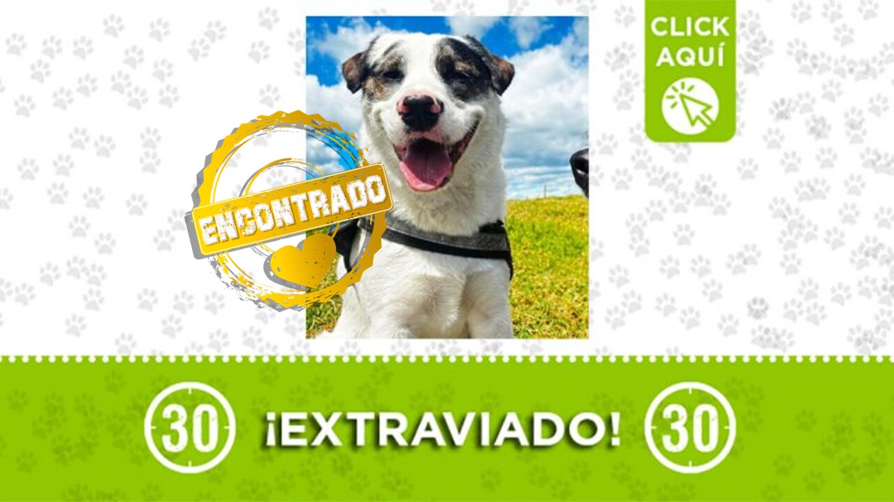 ¡Encontrado! Sancho ya regresó a su hogar