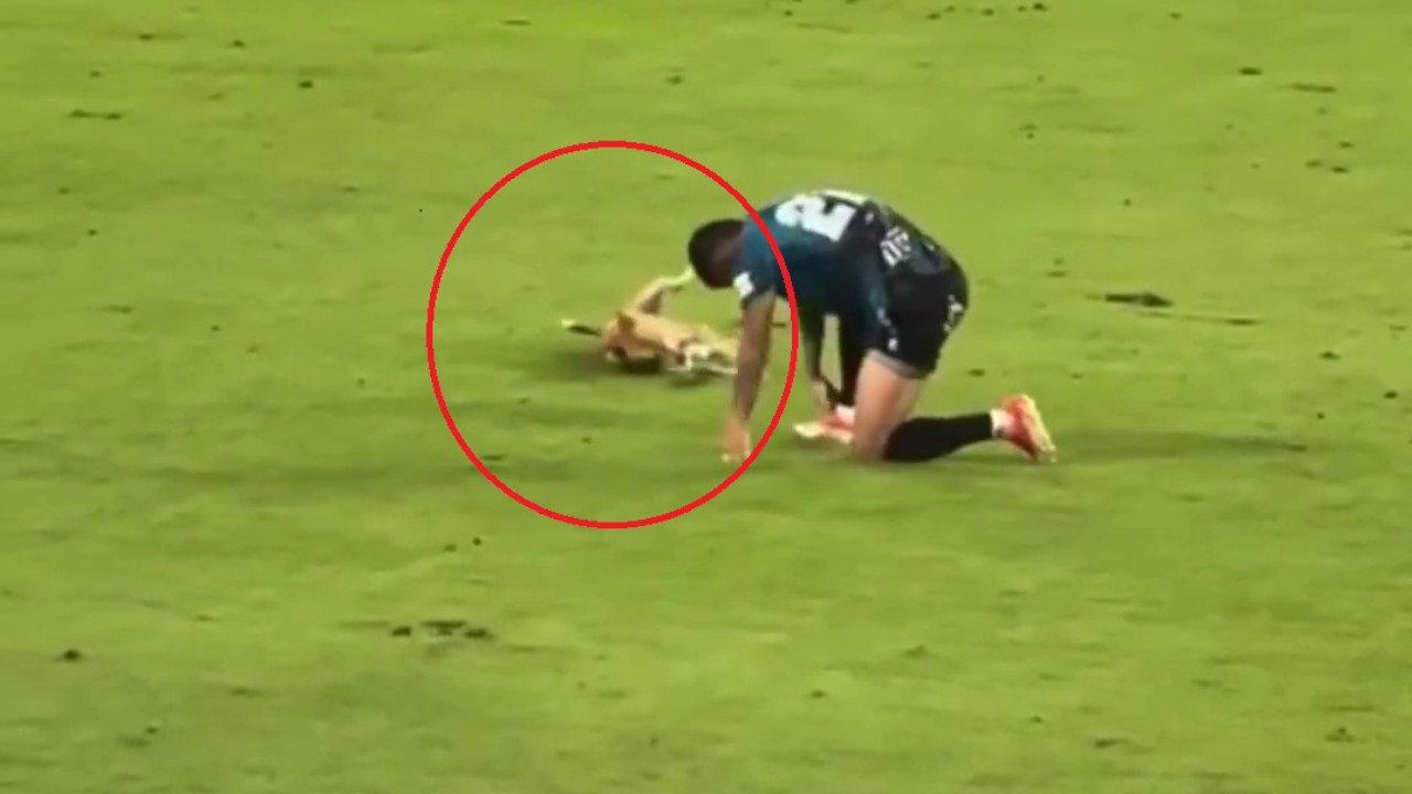 ¡El perrito Neymar no existe!… El perrito Neymar, en el partido de Junior contra Pereira