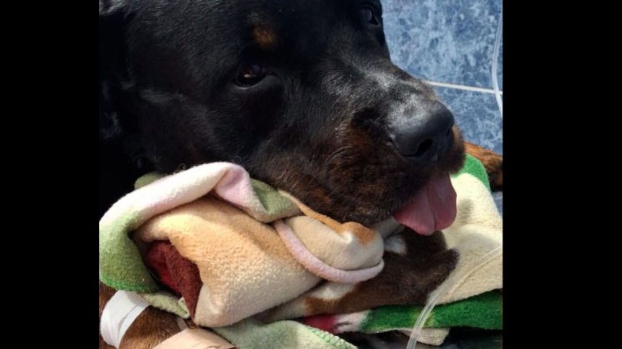 tres judicializados por maltrato