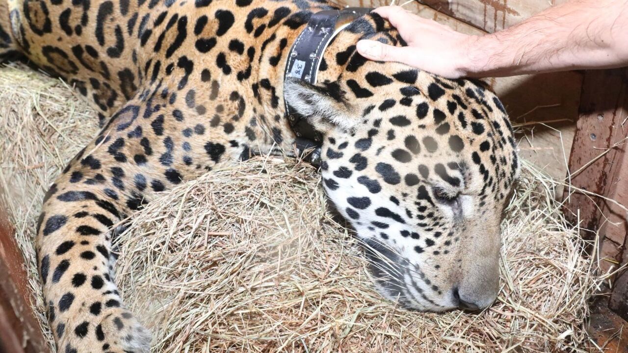 Jaguar rescatado en Cundinamarca vuelve a la libertad: monitoreo científico asegura su adaptación