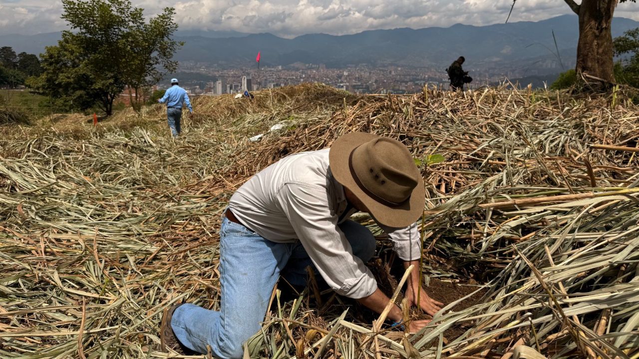 ¡Medellín se llena de verde! Más de 100 mil árboles ya cambian el aire de la ciudad