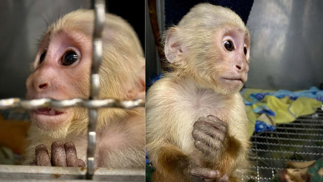Dos monos fueron rescatados en el Valle de Aburrá: uno fue drogado y otro vivía con pañales