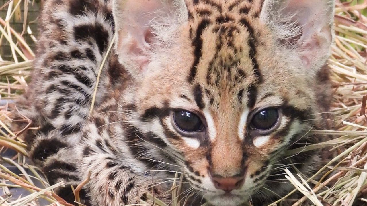 Ocelote rescatada busca regresar a su hábitat natural en Antioquia