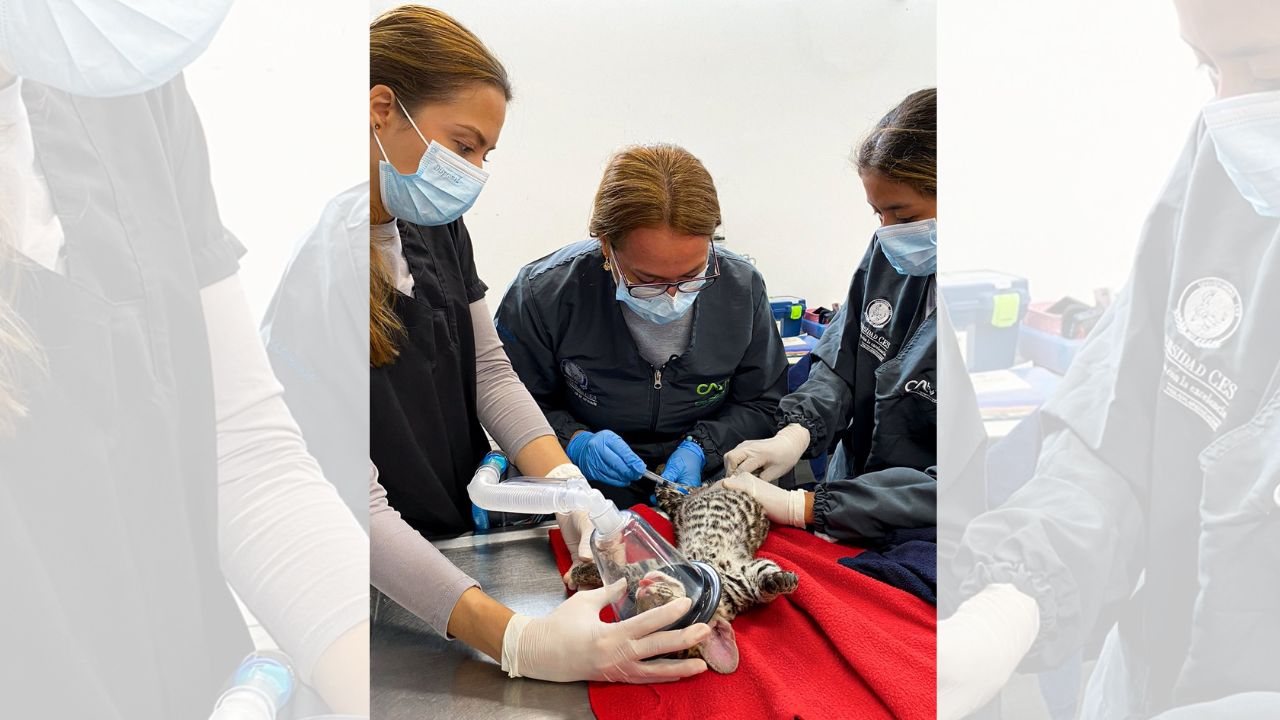 Ocelote rescatada busca regresar a su hábitat natural en Antioquia