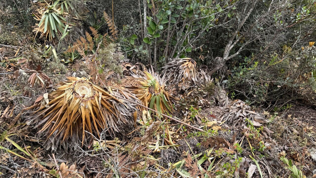 ¡Desastre ambiental en Tenjo! Descubren tala masiva en el cerro de Juaica, joya ecológica de Cundinamarca