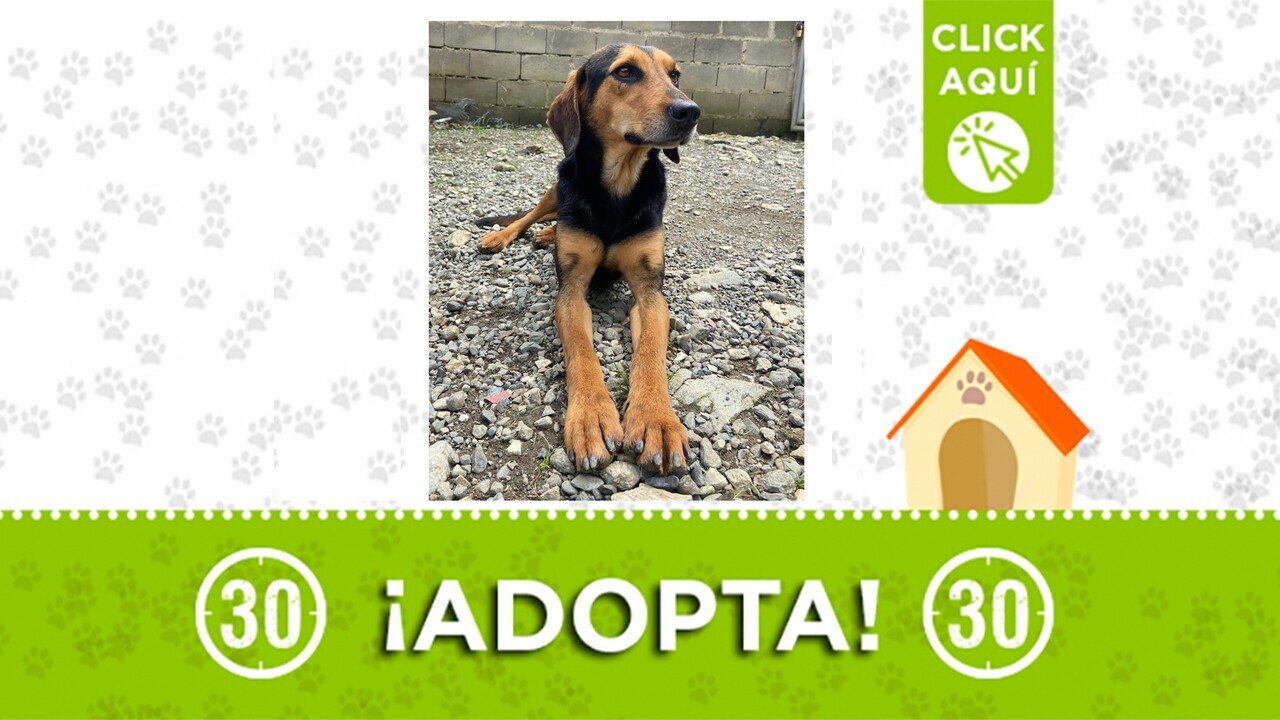 No dejes que el abandono gane: dale un hogar a Danger, el perrito te espera