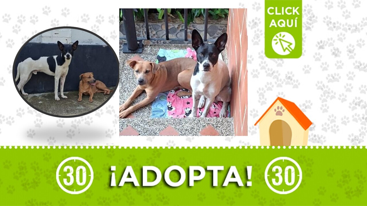 ¡Una historia de lealtad que no debe terminar! «Hermanitos perrunos» buscan hogar, de ser posible juntos